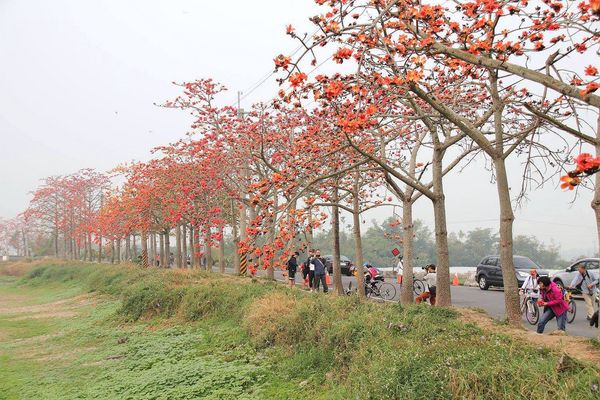 林初埤木棉花道：【台南景點】全球最美十五條花道~白河林初埤木棉花道