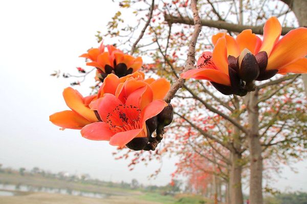 林初埤木棉花道：【台南景點】全球最美十五條花道~白河林初埤木棉花道