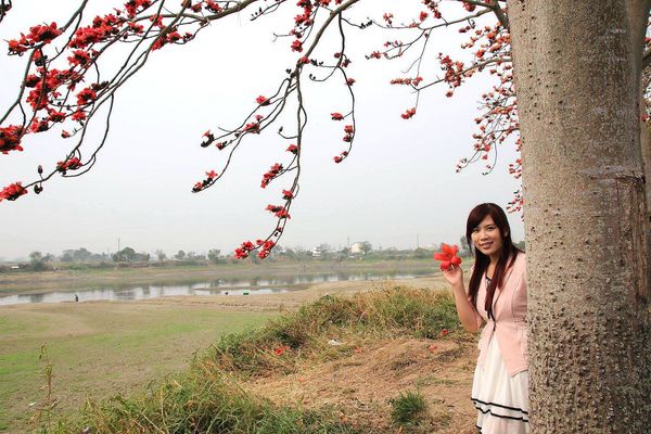 林初埤木棉花道：【台南景點】全球最美十五條花道~白河林初埤木棉花道