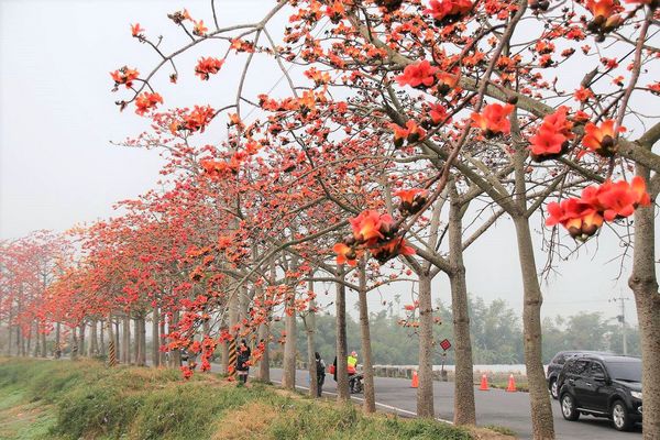 林初埤木棉花道：【台南景點】全球最美十五條花道~白河林初埤木棉花道