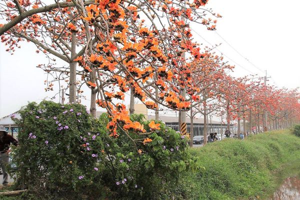 林初埤木棉花道：【台南景點】全球最美十五條花道~白河林初埤木棉花道