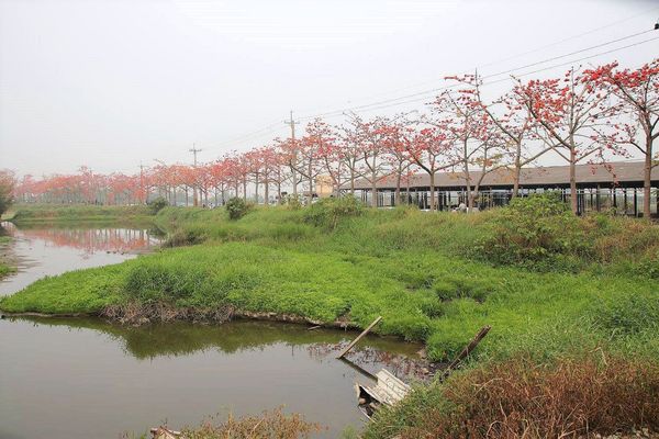 林初埤木棉花道：【台南景點】全球最美十五條花道~白河林初埤木棉花道