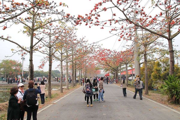 林初埤木棉花道：【台南景點】全球最美十五條花道~白河林初埤木棉花道