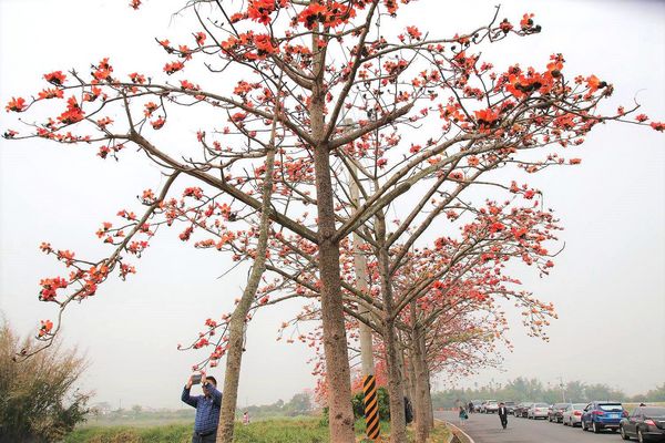 林初埤木棉花道：【台南景點】全球最美十五條花道~白河林初埤木棉花道