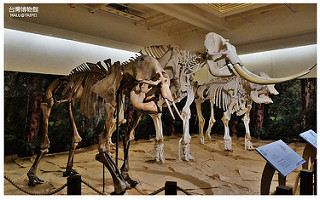 台灣博物館土銀展示館-5