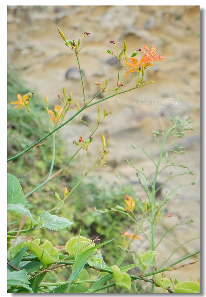 23.DSCF3230.jpg 23.DSCF3230.jpg