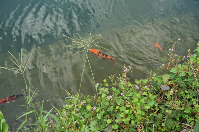 【台中】秋紅谷廣場.白天和夜晚交替著悠閒美好的情懷