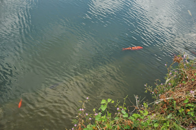 【台中】秋紅谷廣場.白天和夜晚交替著悠閒美好的情懷