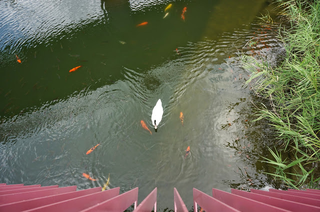 【台中】秋紅谷廣場.白天和夜晚交替著悠閒美好的情懷