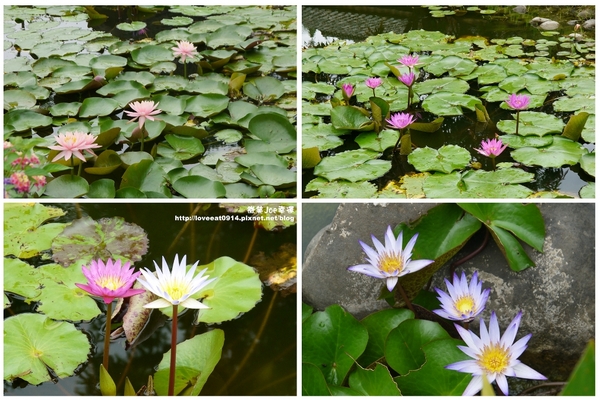 檜意森活村：[嘉義東區]檜意森活村!好好拍的地方~