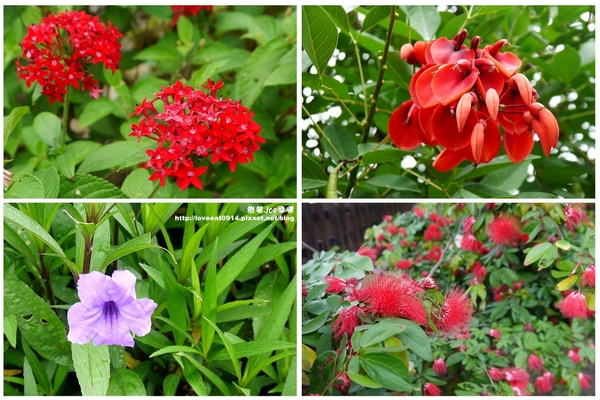 檜意森活村：[嘉義東區]檜意森活村!好好拍的地方~