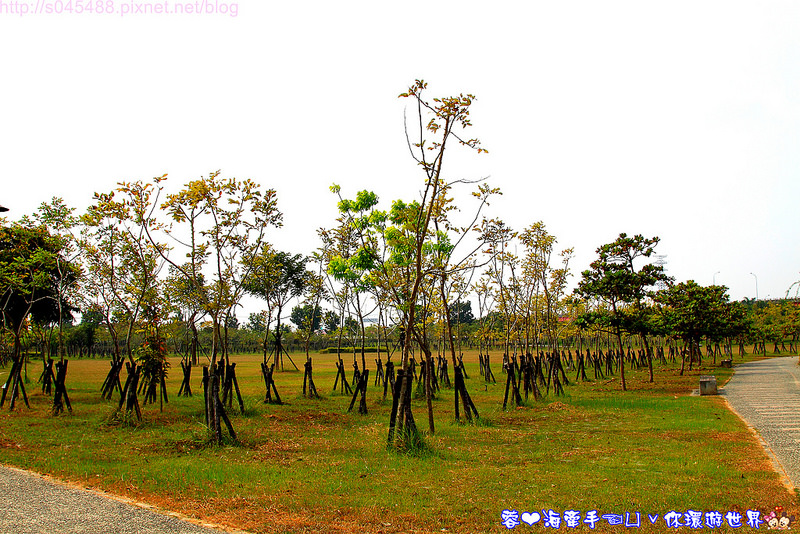 【台南▍親子景點】南科迎曦湖♥好一條巨大的黃金蟒!!在水面上穿梭自如~