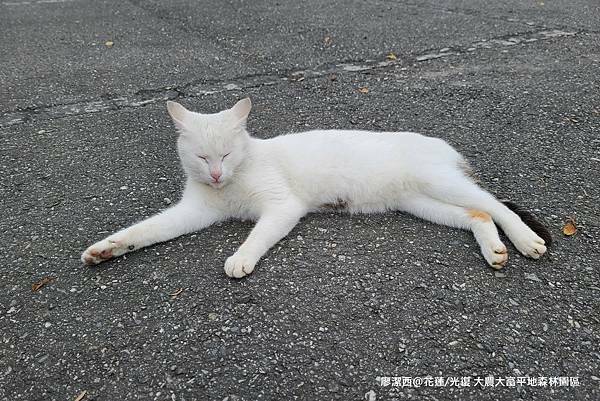 【花蓮/光復】大農大富平地森林園區