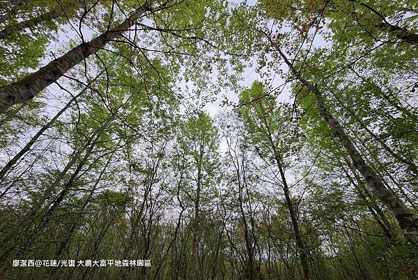 【花蓮/光復】大農大富平地森林園區