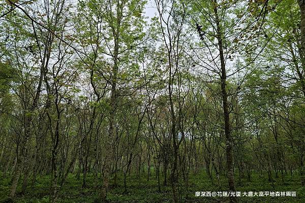 【花蓮/光復】大農大富平地森林園區