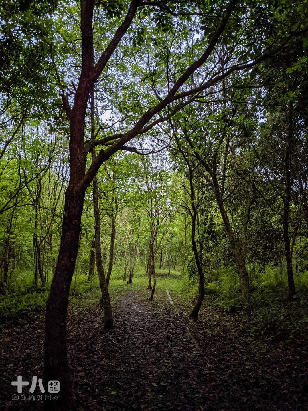 【花蓮旅遊】大農大富 螢漫平森｜2021全台最早賞螢趣，走入森林與螢火蟲一起翩翩起舞吧！ | 十八Team｜八年級生的吃喝玩樂日誌