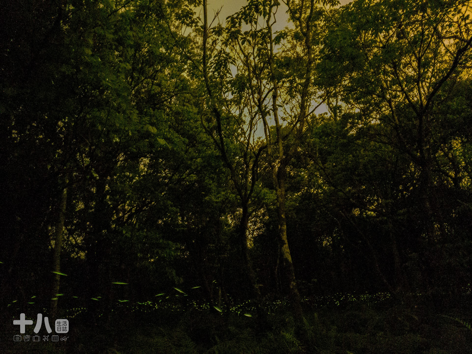 【花蓮旅遊】大農大富 螢漫平森｜2021全台最早賞螢趣，走入森林與螢火蟲一起翩翩起舞吧！ | 十八Team｜八年級生的吃喝玩樂日誌