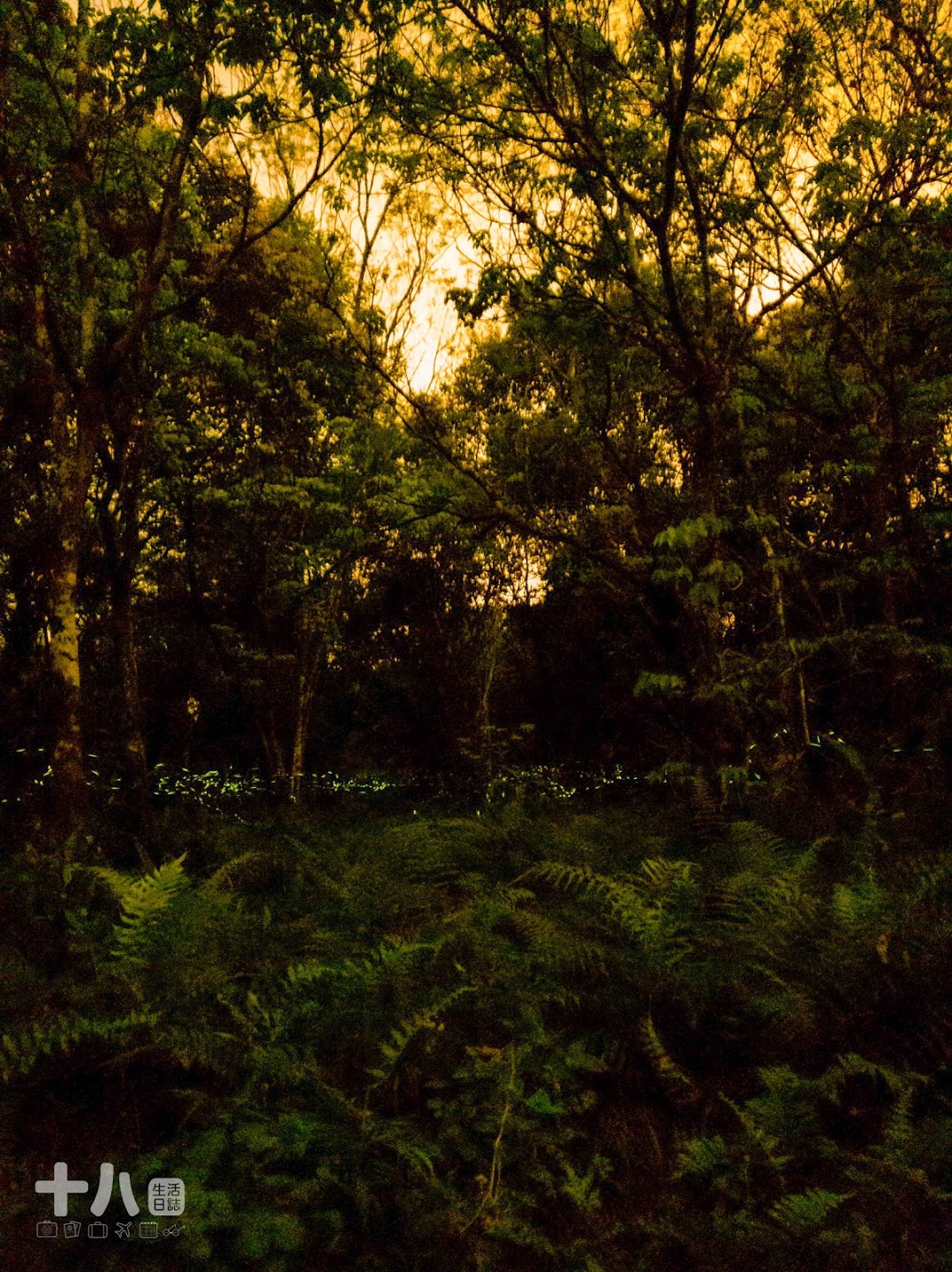 【花蓮旅遊】大農大富 螢漫平森｜2021全台最早賞螢趣，走入森林與螢火蟲一起翩翩起舞吧！ | 十八Team｜八年級生的吃喝玩樂日誌