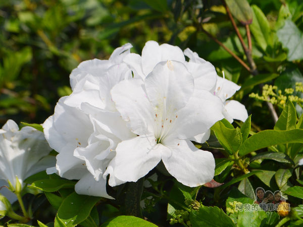 三生步道24-盛開的白杜鵑花