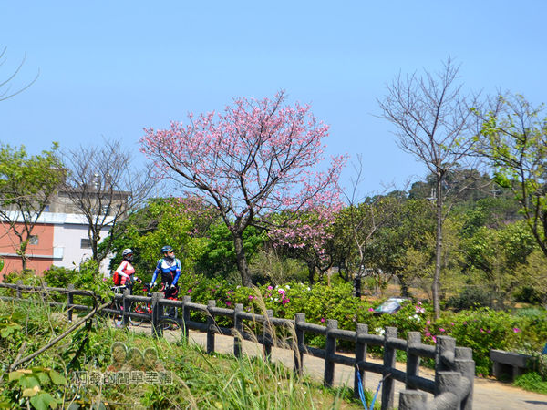 三生步道36-盛開的櫻花樹