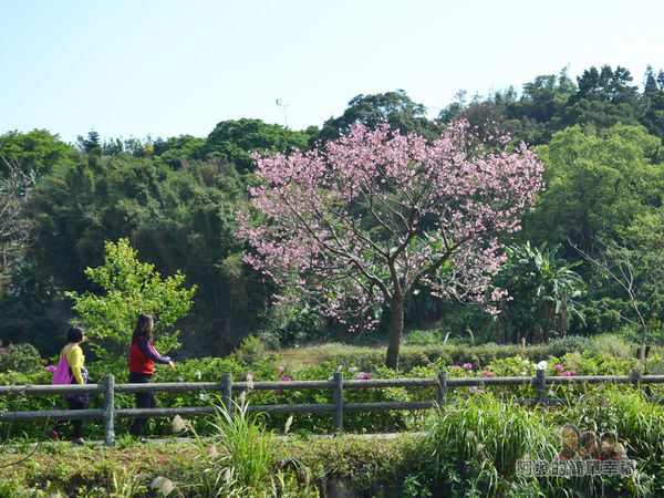 三生步道17-對岸盛開櫻花樹