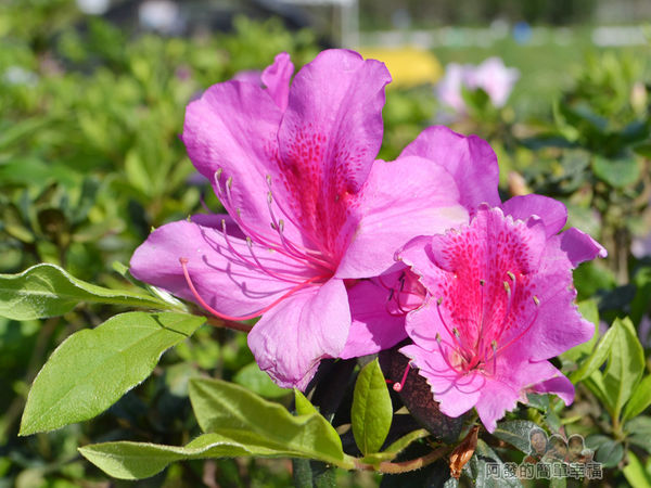 三生步道07-盛開的杜鵑花