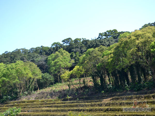 三生步道30-梯田風情