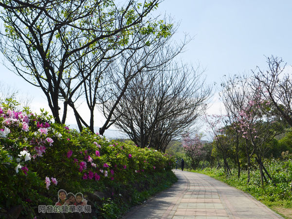 三生步道20-杜鵑花盛開