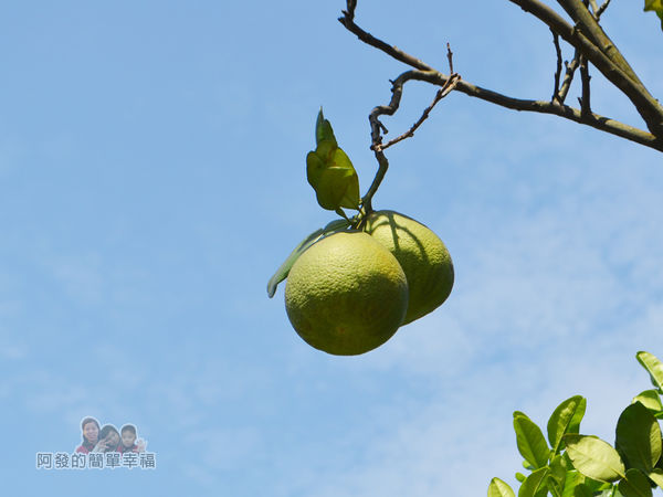 三生步道23-柚子樹