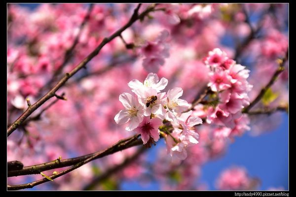 20160405三芝三生步道11