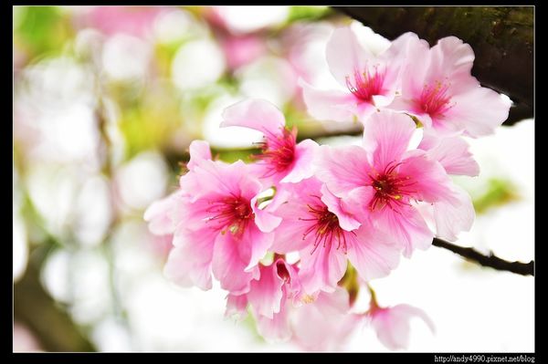 20160405三芝三生步道26