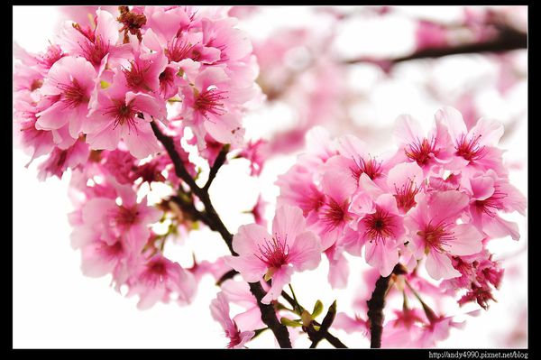 20160405三芝三生步道25