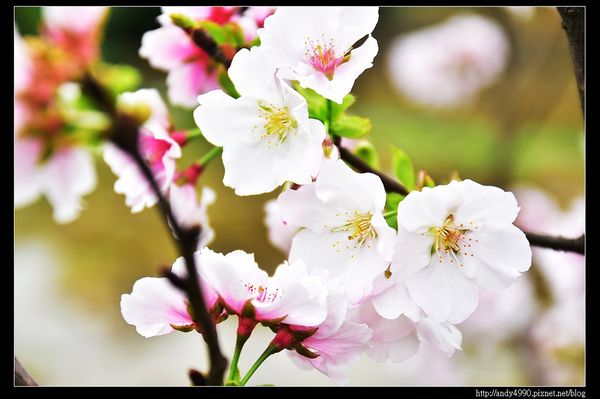 20160405三芝三生步道29