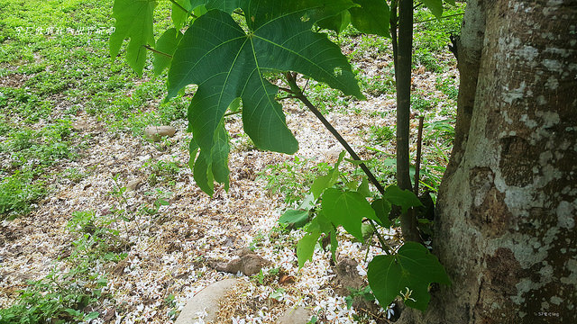 20180415_121936_副本