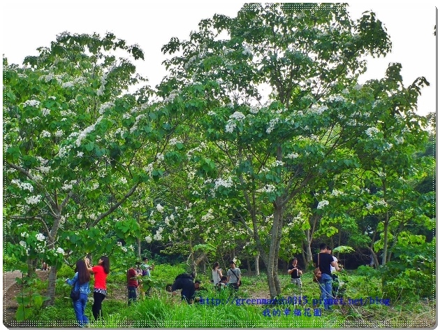 P9050109 (620x465).jpg