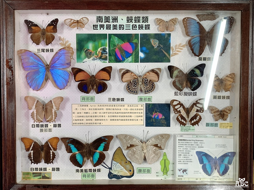 嘉義景點|綠盈牧場，網美拍照、親子生態體驗通通有！