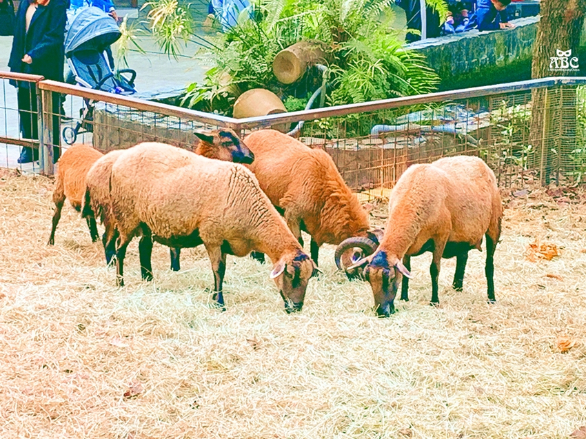 嘉義景點|綠盈牧場，網美拍照、親子生態體驗通通有！