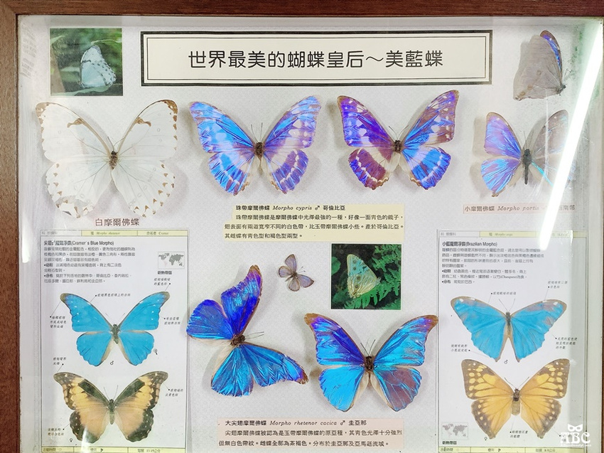 嘉義景點|綠盈牧場，網美拍照、親子生態體驗通通有！