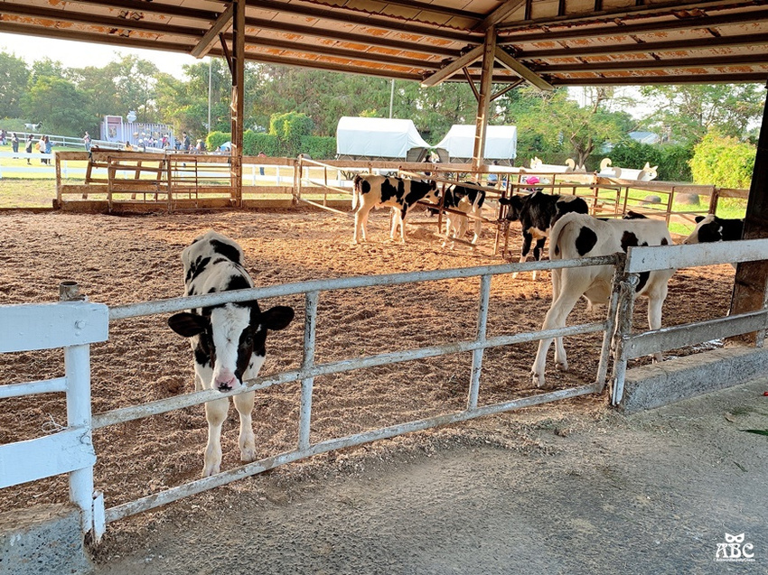 嘉義景點|綠盈牧場，網美拍照、親子生態體驗通通有！