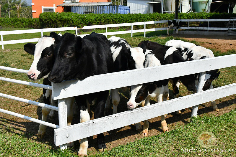 嘉義一日遊|嘉義阿里山景點懶人包,落羽松秘境、親子同樂牧場、阿里山無菜單料理就看這篇