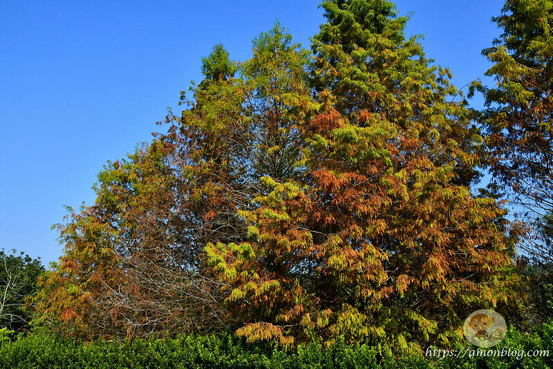 嘉義一日遊|嘉義阿里山景點懶人包,落羽松秘境、親子同樂牧場、阿里山無菜單料理就看這篇