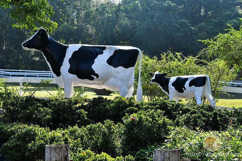 嘉義一日遊|嘉義阿里山景點懶人包,落羽松秘境、親子同樂牧場、阿里山無菜單料理就看這篇
