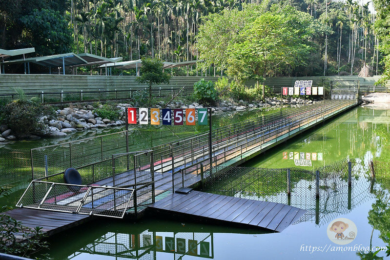 嘉義一日遊|嘉義阿里山景點懶人包,落羽松秘境、親子同樂牧場、阿里山無菜單料理就看這篇