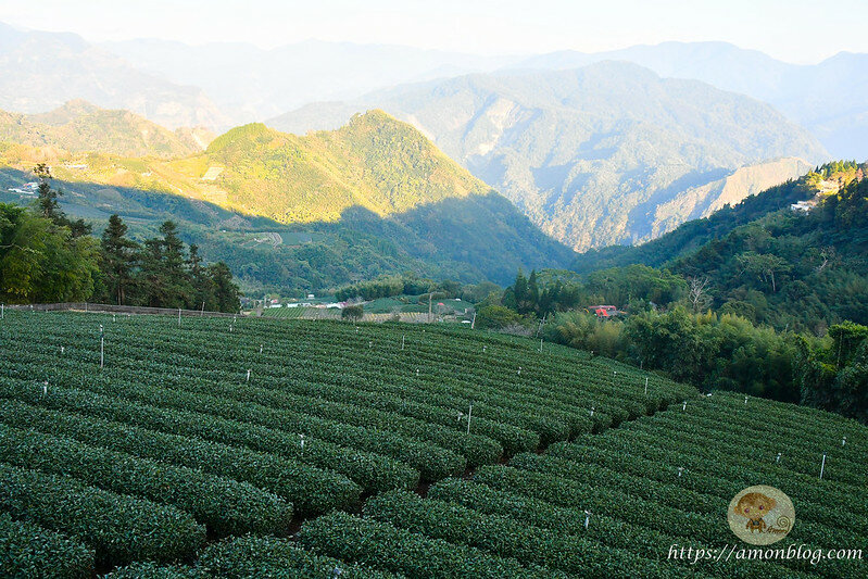 嘉義一日遊|嘉義阿里山景點懶人包,落羽松秘境、親子同樂牧場、阿里山無菜單料理就看這篇