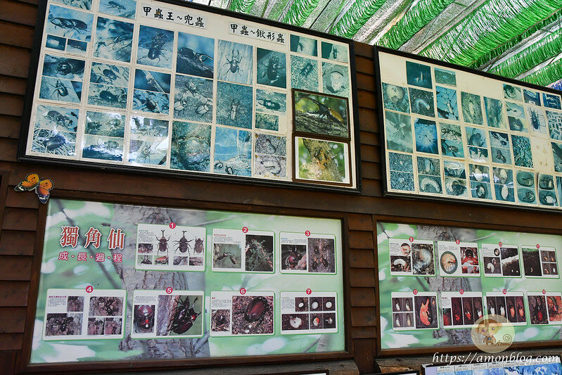 嘉義一日遊|嘉義阿里山景點懶人包,落羽松秘境、親子同樂牧場、阿里山無菜單料理就看這篇