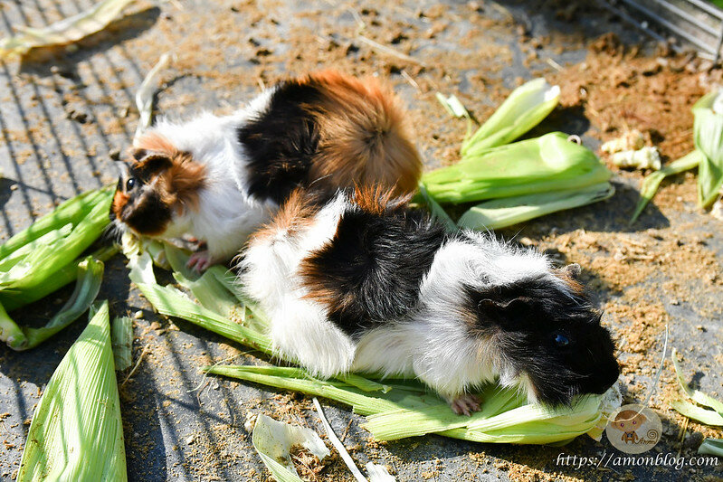 嘉義一日遊|嘉義阿里山景點懶人包,落羽松秘境、親子同樂牧場、阿里山無菜單料理就看這篇