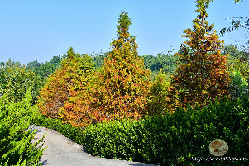 嘉義一日遊|嘉義阿里山景點懶人包,落羽松秘境、親子同樂牧場、阿里山無菜單料理就看這篇
