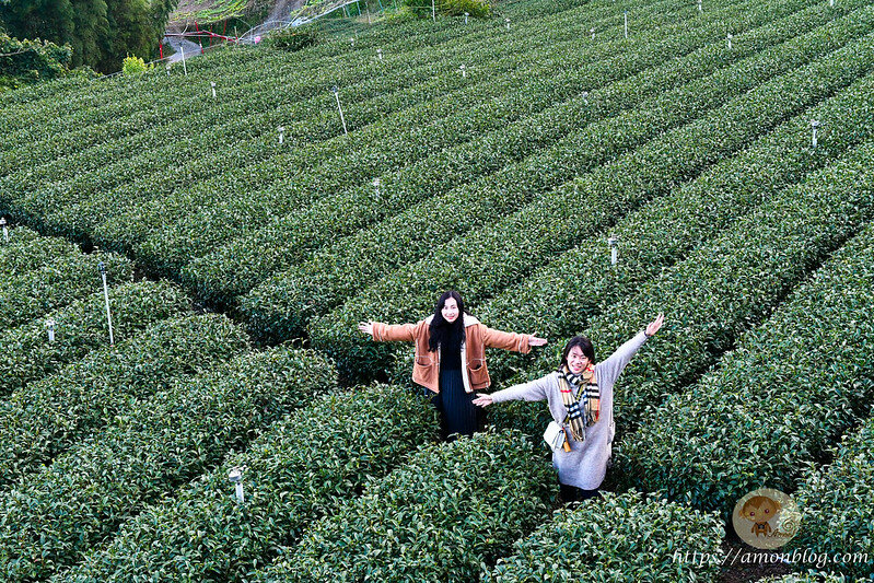 嘉義一日遊|嘉義阿里山景點懶人包,落羽松秘境、親子同樂牧場、阿里山無菜單料理就看這篇
