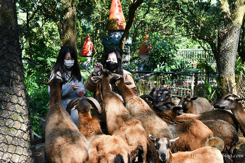 嘉義一日遊|嘉義阿里山景點懶人包,落羽松秘境、親子同樂牧場、阿里山無菜單料理就看這篇