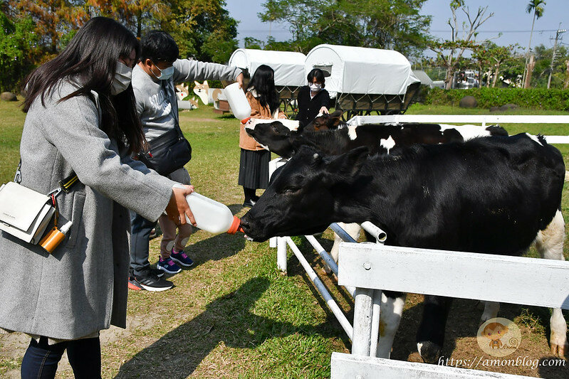 嘉義一日遊|嘉義阿里山景點懶人包,落羽松秘境、親子同樂牧場、阿里山無菜單料理就看這篇